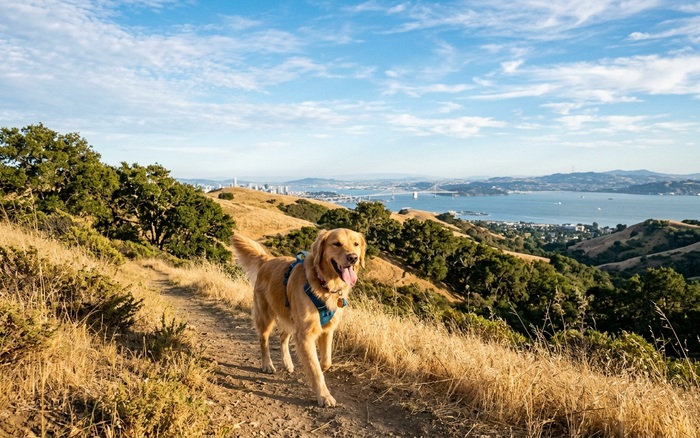 Dog on a scenic South Bay hiking trail with bay views