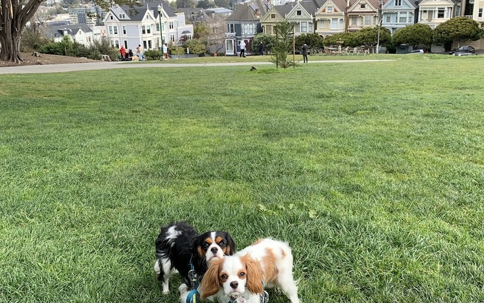 Alamo Square Dog Play Area off-leash dog area in San Francisco