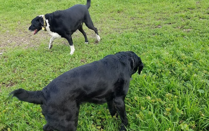 Alston Park / Canine Commons off-leash dog area in Napa
