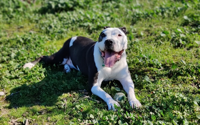 Bayside Dog Exercise Park off-leash dog area in Burlingame