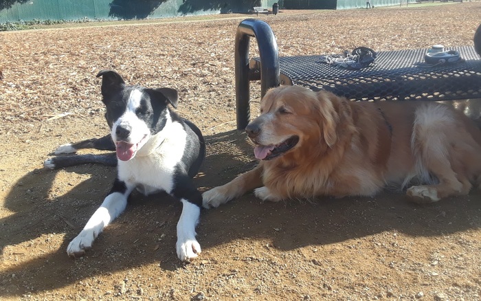 Centennial Way Dog Park off-leash dog area in South San Francisco