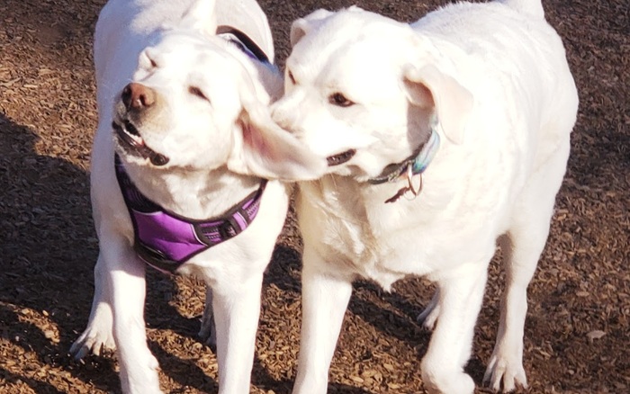 Cubby's Dog Park at Bernal off-leash dog area in Pleasanton