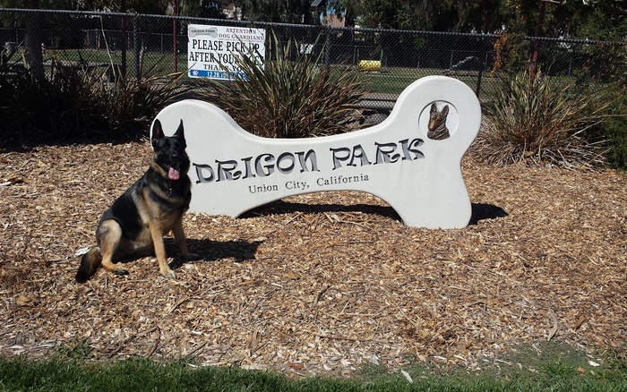 Drigon Dog Park off-leash dog area in Union City