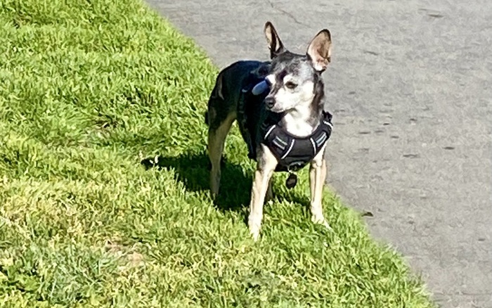 Duboce Park Dog Play Area off-leash dog area in San Francisco