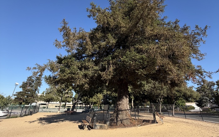 Big-dog area at Fair Oaks Dog Park in Sunnyvale