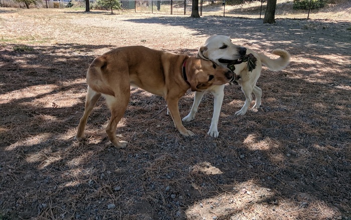 Field of Dogs Dog Park off-leash dog area in San Rafael