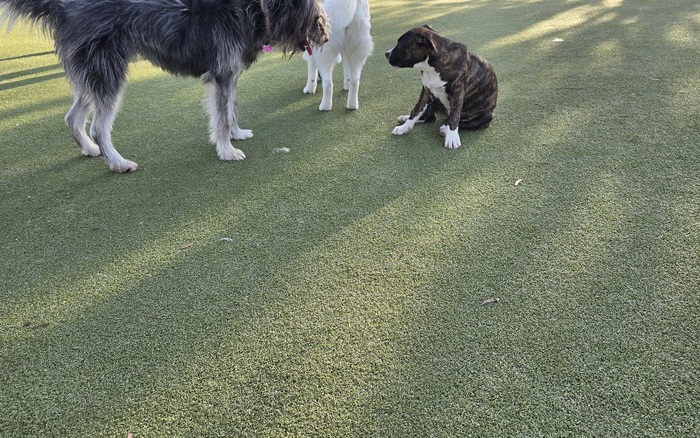Raymond G. Gamma Dog Park off-leash run in Santa Clara
