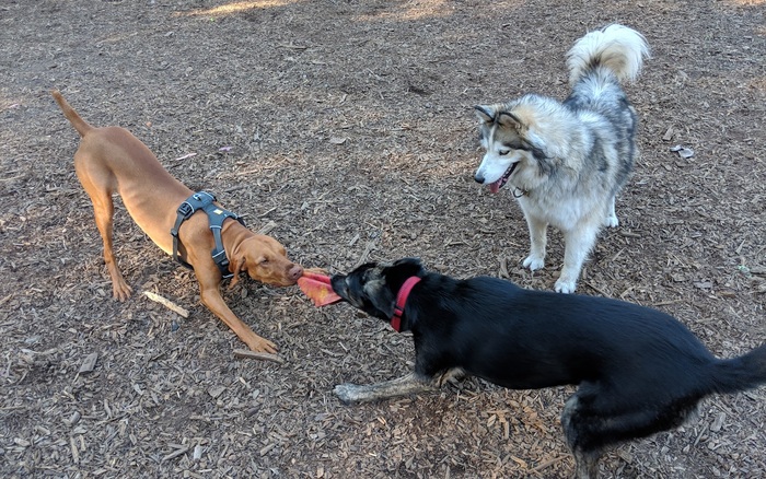 Joaquin Miller Dog Park off-leash dog area in Oakland