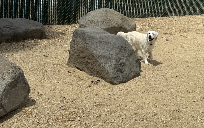 Big-dog area at Los Gatos Creek County Dog Park in Campbell