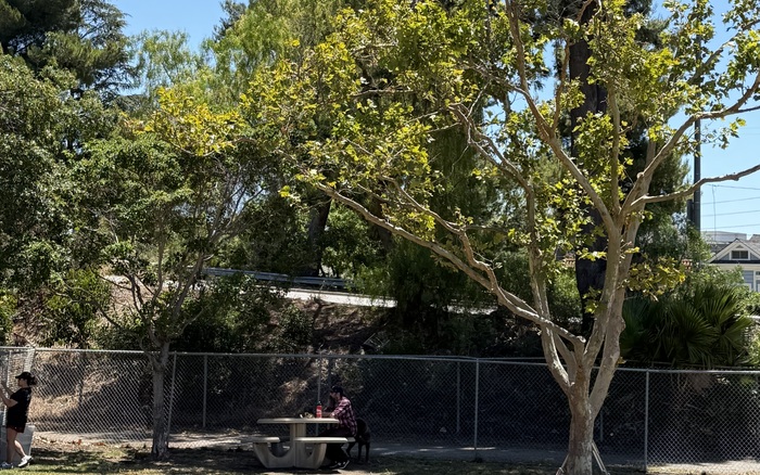 Big-dog area at Larry J. Marsalli Dog Park in Santa Clara
