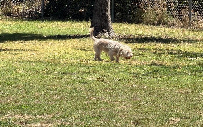 Small-dog area at Larry J. Marsalli Dog Park in Santa Clara