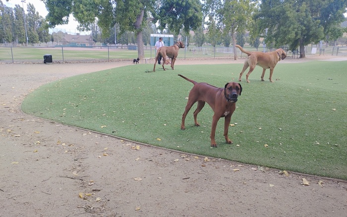 Phenix Dog Park off-leash dog area in Benicia