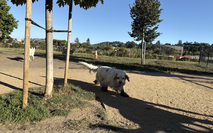 Piper Park Dog Park off-leash dog area in Larkspur