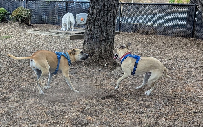 Remington Dog Park off-leash dog area in Sausalito