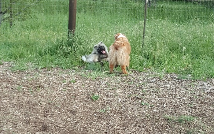 Dog Park at Wappo Park off-leash dog area in St. Helena