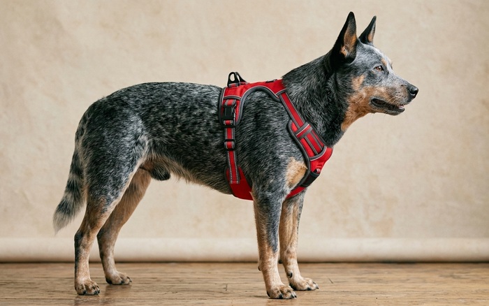 Ruffwear Front Range Harness photo