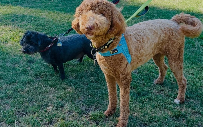 Recent Pawsides visit