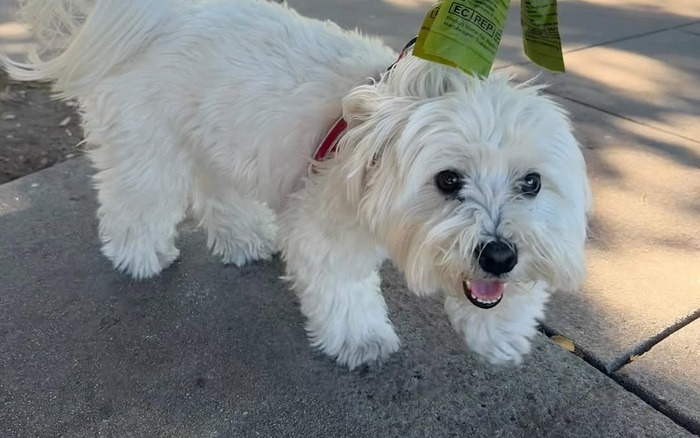 Recent Pawsides visit