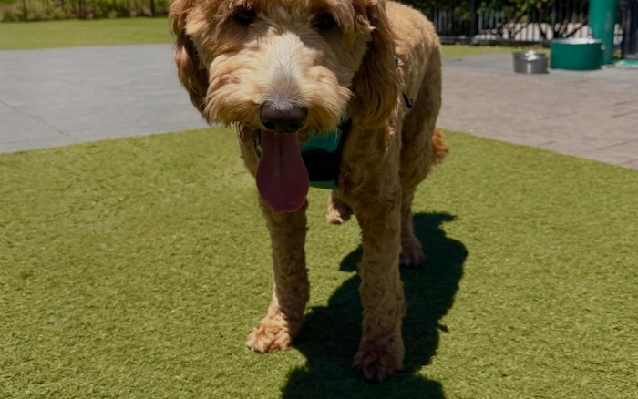 Recent Pawsides visit