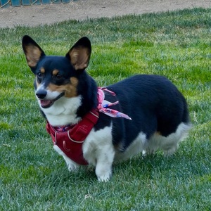 Recent Pawsides visit